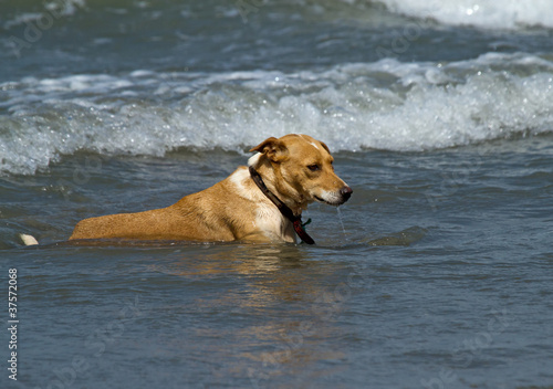 Dog in Shallow Waves