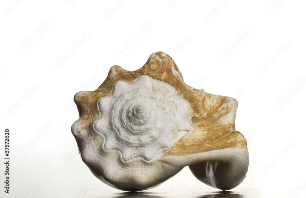 A single shell A single shell