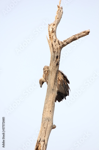 waiting vulture