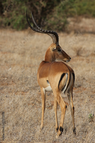grant's gazelle