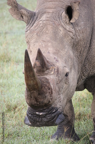 white rhino head