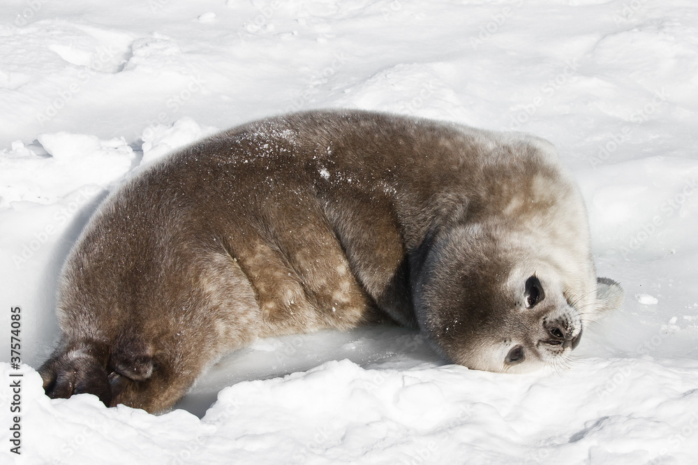 Naklejka premium baby seal