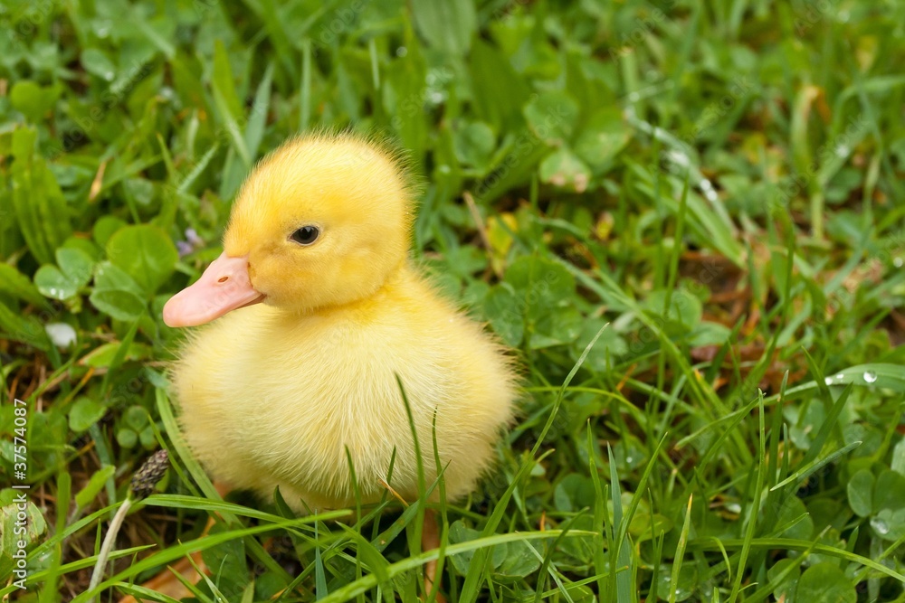 Small duckling