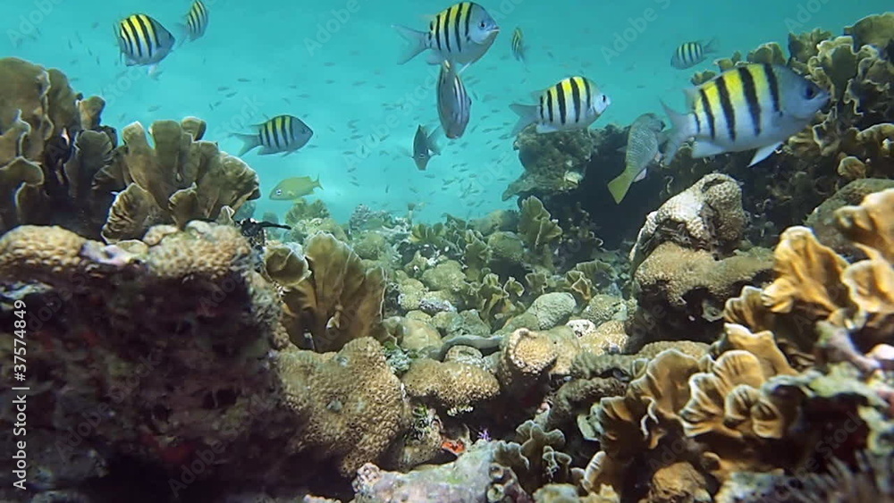 Coral reef scene with tropical fish in the Caribbean sea Coral reef scene with tropical fish in the Caribbean sea