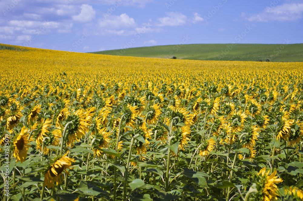 sunflower field sunflower field