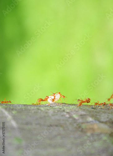 Ants on trunk and their larvae