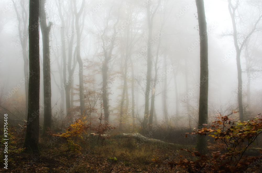 mist in the autumn forest