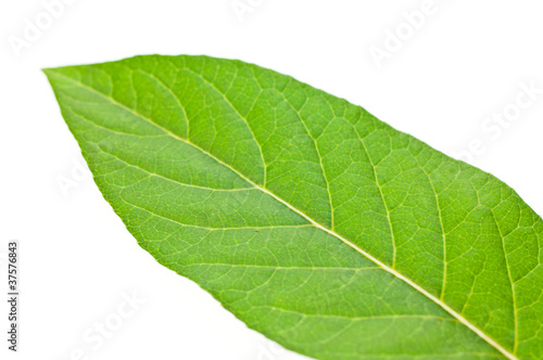 Lush green leaf close up