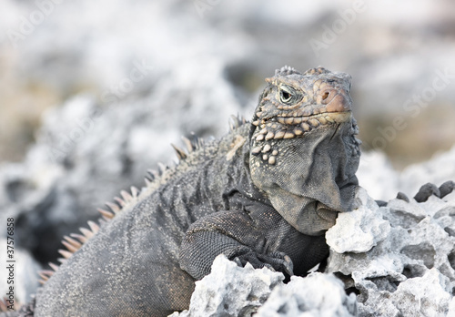 Wild iguana. © Julia Mashkova