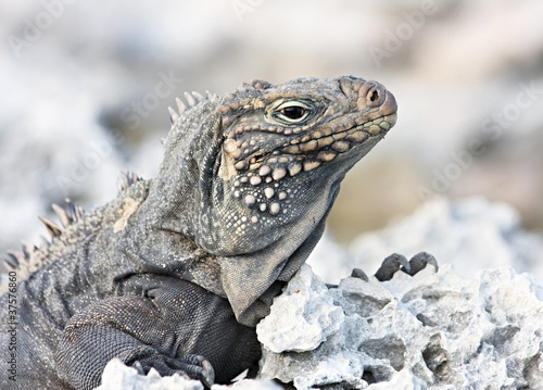 Wild iguana. © Julia Mashkova