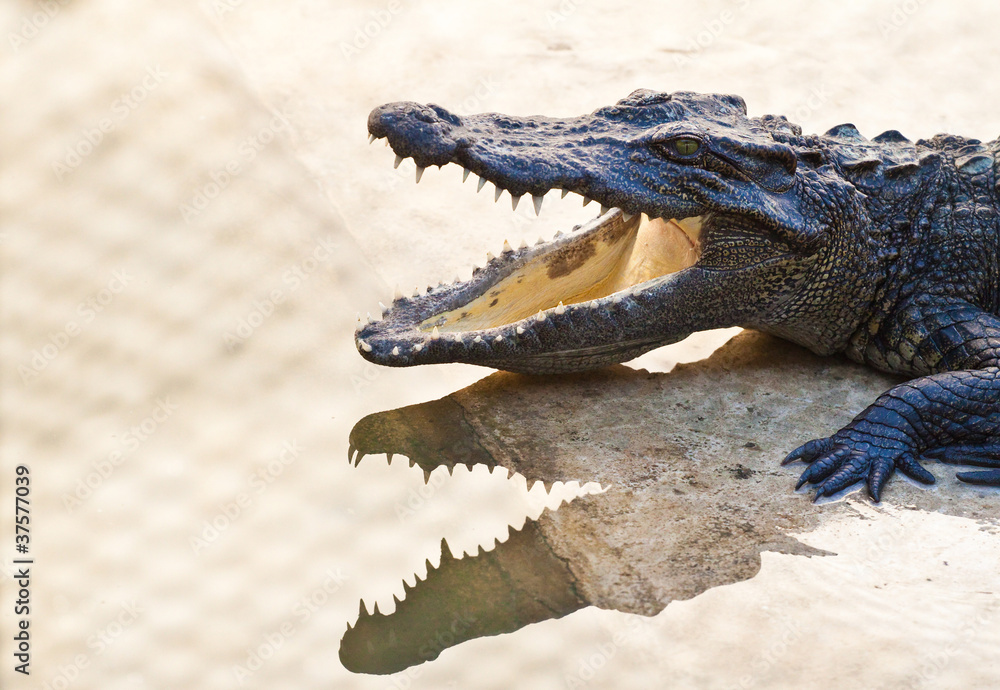 Fototapeta premium Young Crocodiles resting