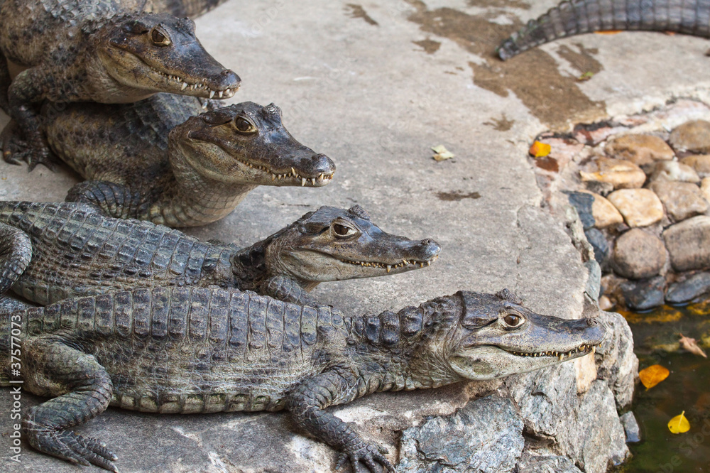 Naklejka premium Young Crocodiles resting