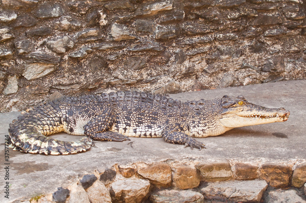Obraz premium Young Crocodiles resting