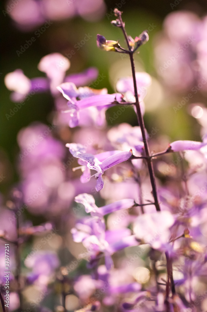 Small purple and white flowers on a sunny day Small purple and white flowers on a sunny day