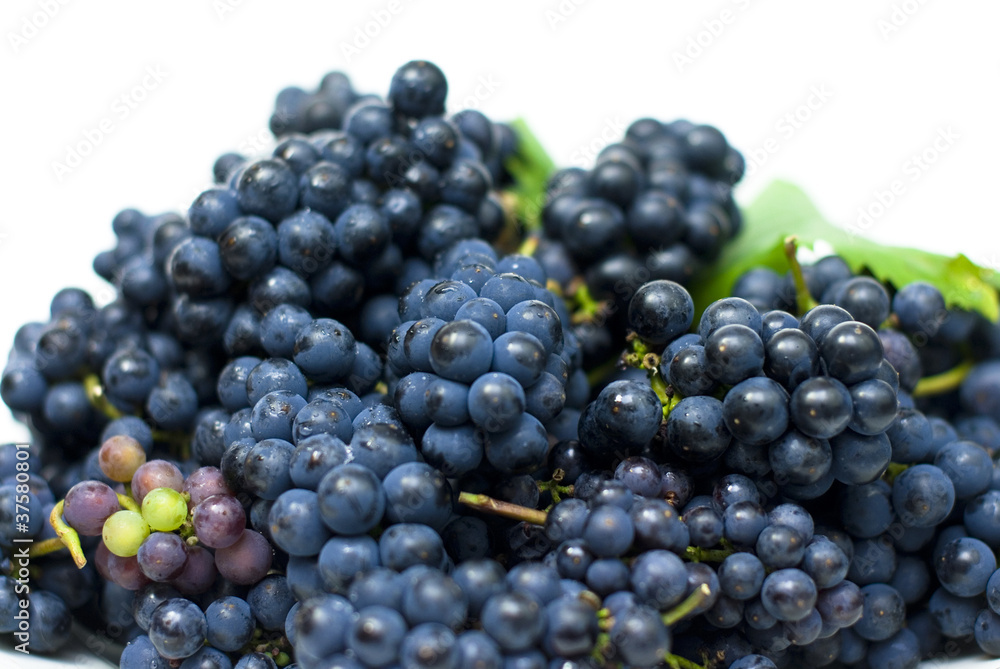 fresh black grapes with leaves on white background fresh black grapes with leaves on white background