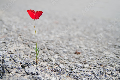 A Single red Poppy