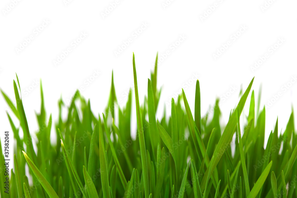 Fototapeta premium Grass over white with copyspace
