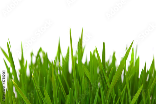 Grass over white with copyspace