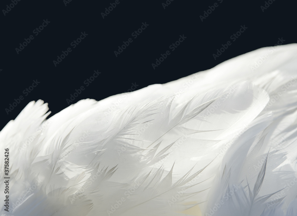 Fototapeta premium Piume