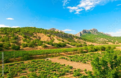 vineyard in Crimea, Ukraine