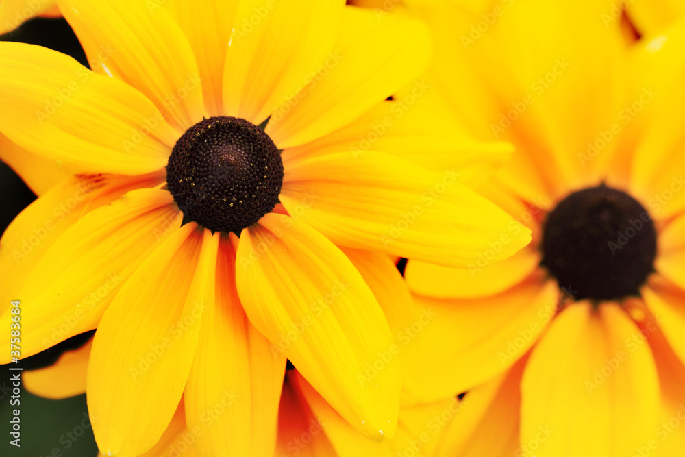 Rudbeckia hirta Rudbeckia hirta