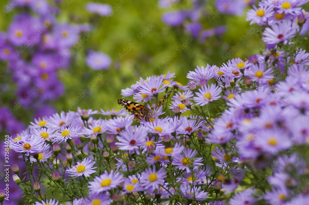 Fototapeta premium Aster flowers with butterfly