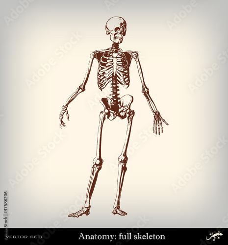 Engraving vintage full skeleton.
