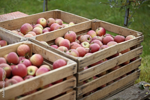 Apfelernte, Äpfel in Kisten photo