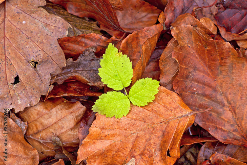 green tree leafs in the autumn green tree leafs in the autumn
