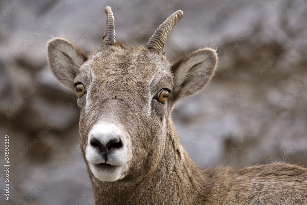 Rocky Mountain Sheep Rocky Mountain Sheep