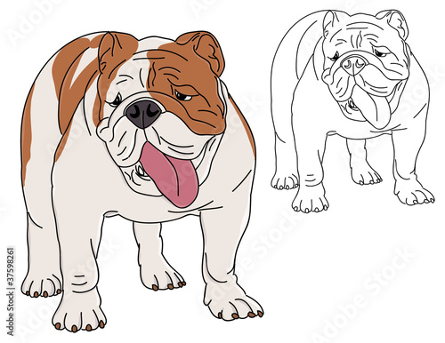 English Bulldog