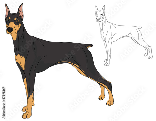 Doberman Pinscher