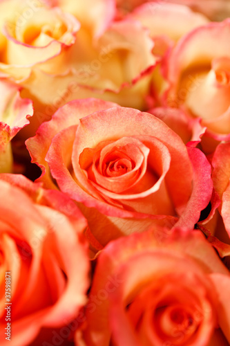 beautiful roses