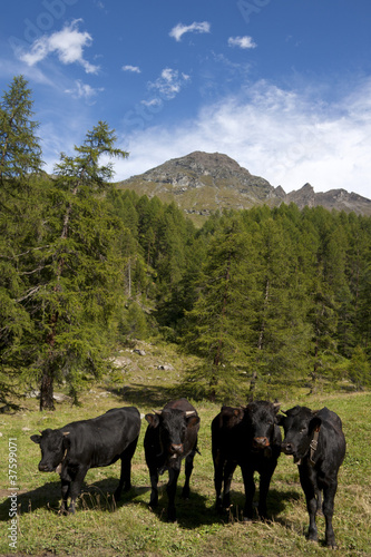 cows grazing with blue sky © ataglier