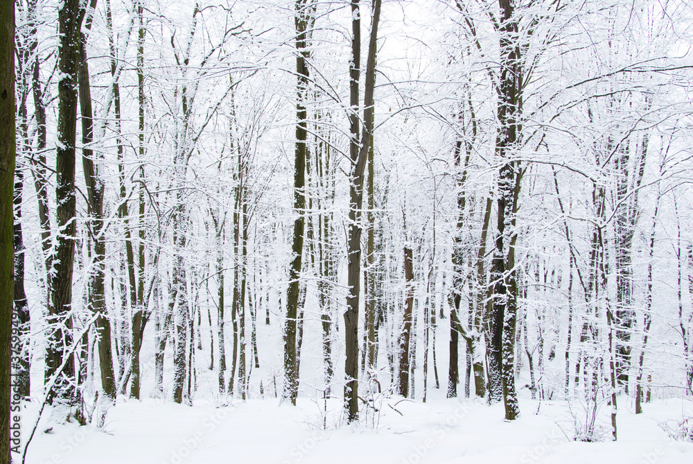 winter forest winter forest