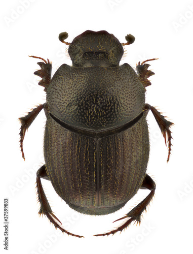 Onthophagus ruficapillus photo