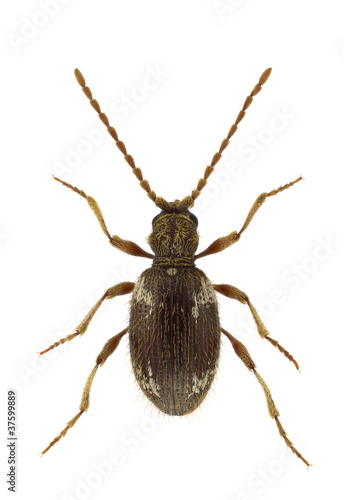 Ptinus villiger