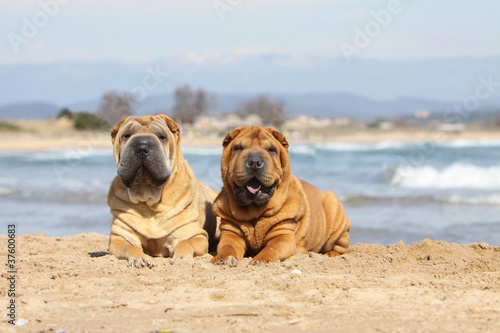 Obraz na plátně couple de shar pei allongés sur la plage