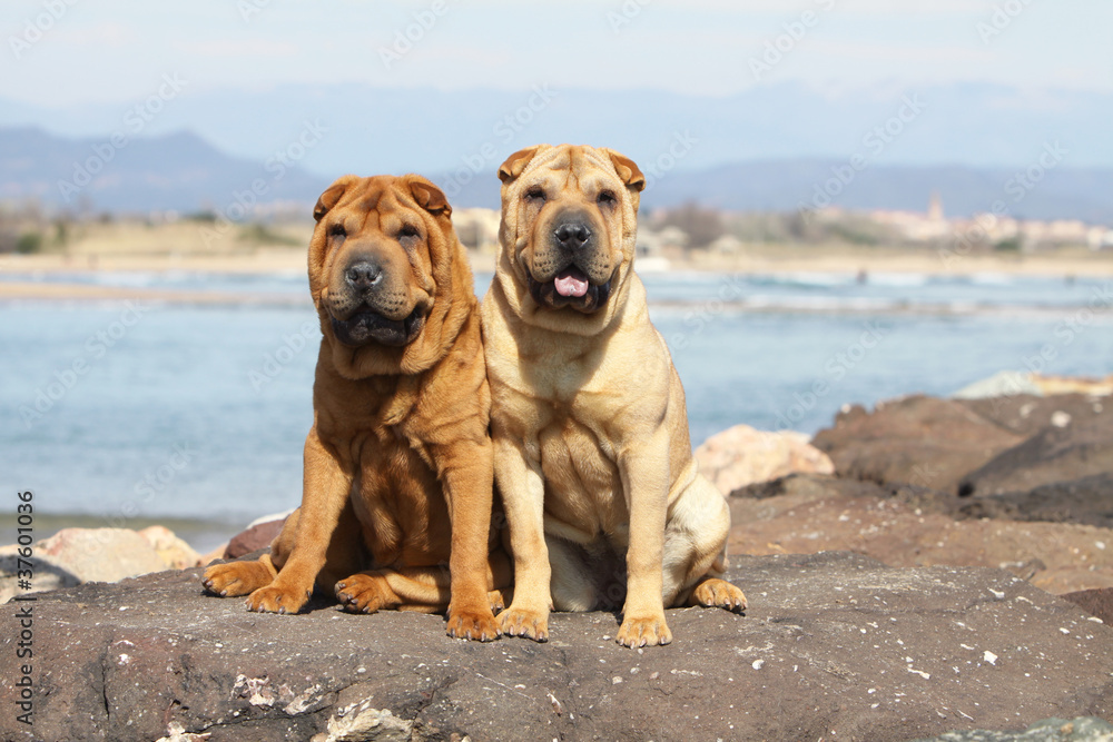 deux shar pei assis sur un rocher