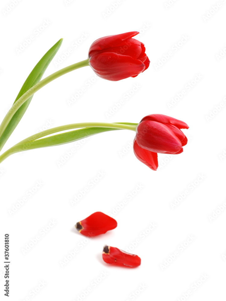 Rote Tulpen Rote Tulpen