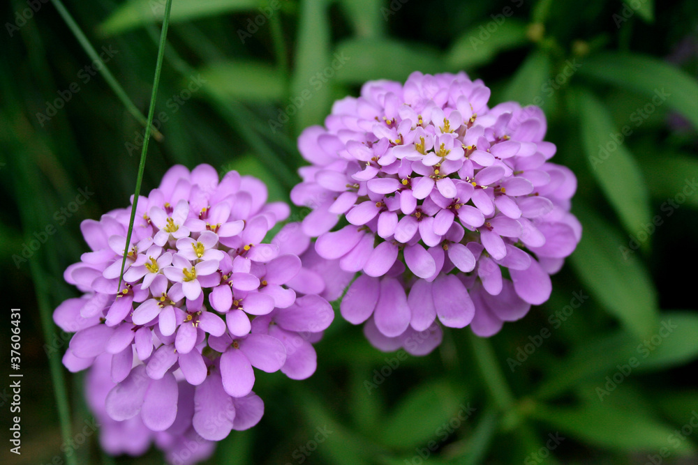 Obraz premium field wild flowers