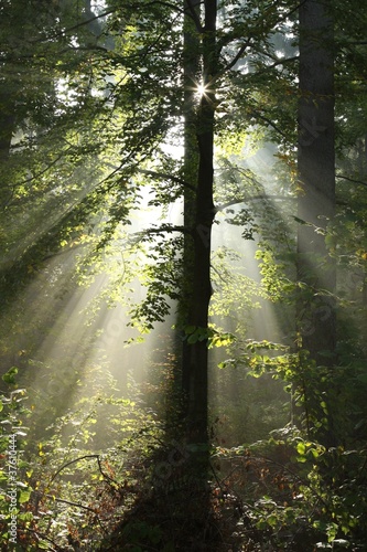 Fototapeta Naklejka Na Ścianę i Meble -  Depth of deciduous forest on a sunny autumn morning