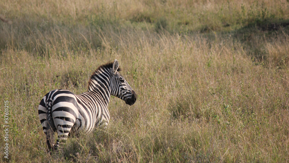Obraz premium grassland zebra back