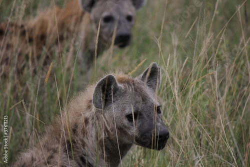 two hyenas