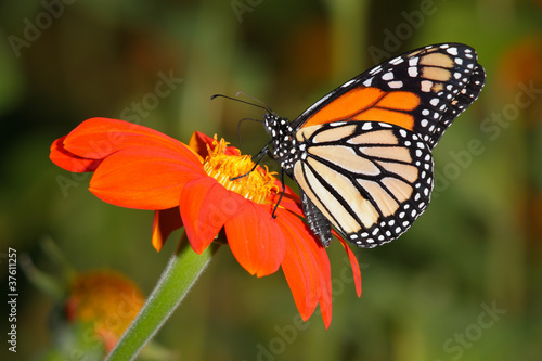 Monarch Butterfly On A Flower © Doug Lemke
