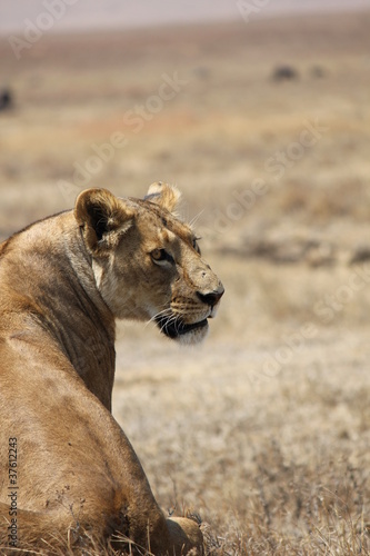 lioness