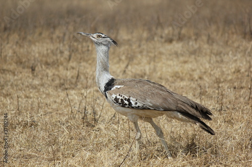 Kori bustard