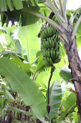 banana bunch