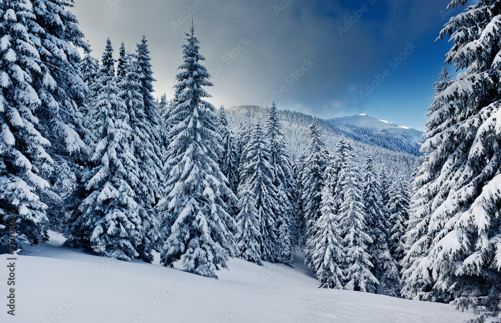 Fototapeta premium Winter