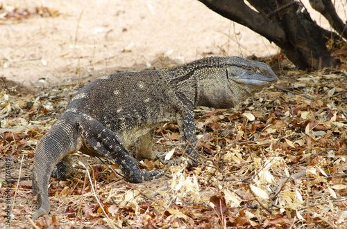 Monitor Lizard